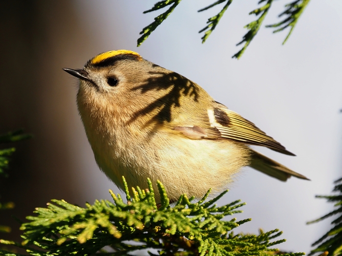 Pesi minimi a confronto: Fiorrancino e Regolo